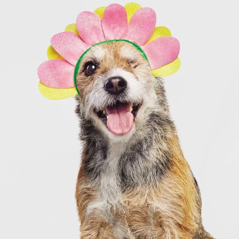 Cat Dog Hyde & Eek FLOWER Hat Halloween Costume Size XXS/XS Sm/Med Headpiece NWT